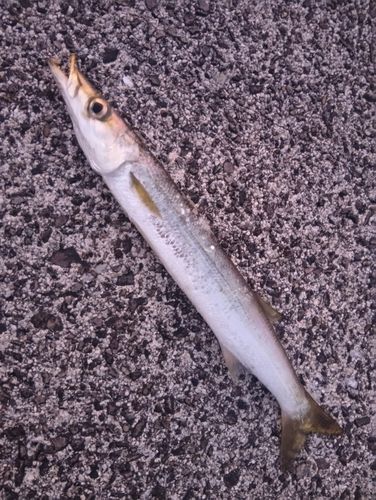 カマスの釣果