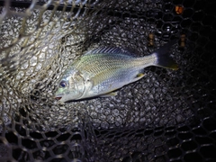 キビレの釣果
