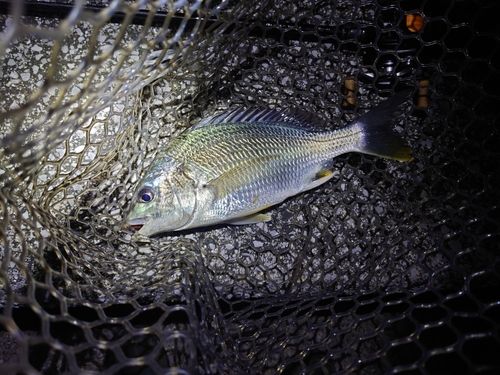 キビレの釣果