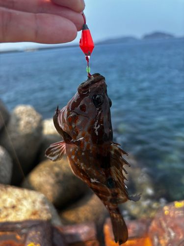 キジハタの釣果