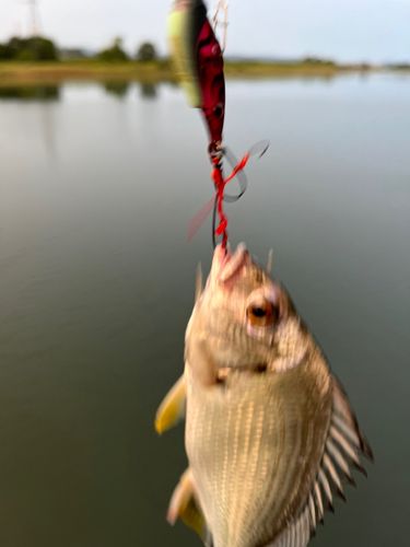 キビレの釣果