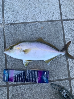 シオの釣果
