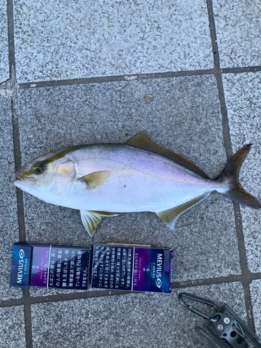 シオの釣果
