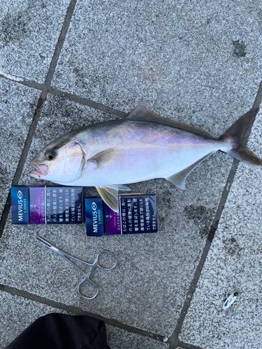 シオの釣果