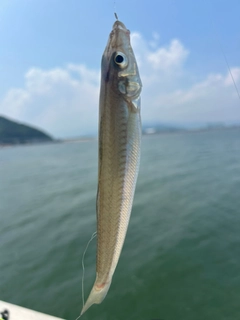 シロギスの釣果