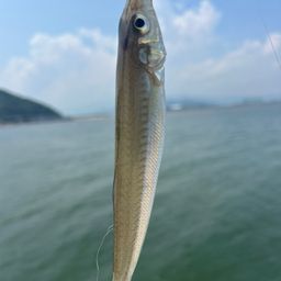 シロギス