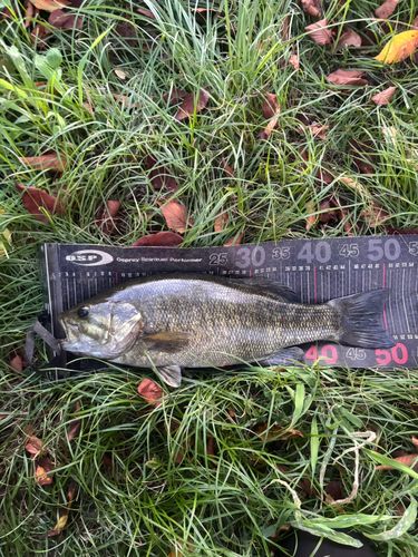 スモールマウスバスの釣果