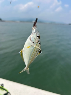 ヒイラギの釣果