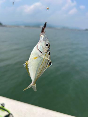 ヒイラギの釣果