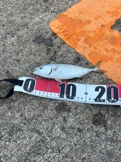 ツバスの釣果