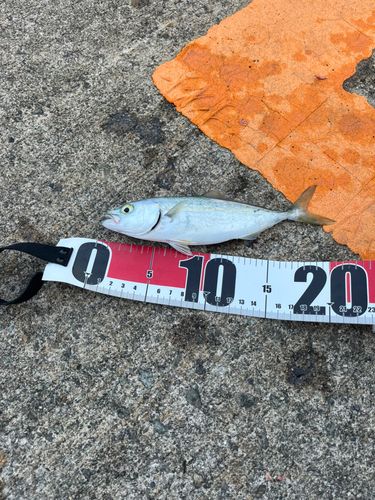 ツバスの釣果