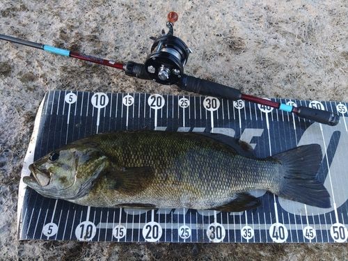 スモールマウスバスの釣果