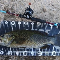 スモールマウスバス