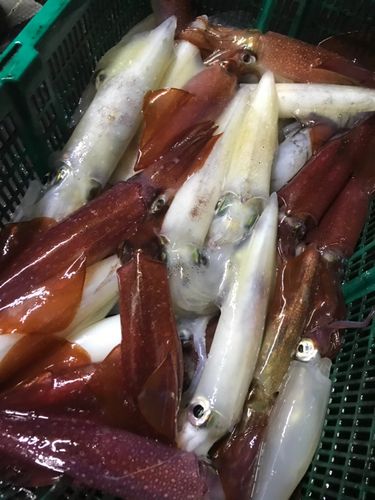 ケンサキイカの釣果