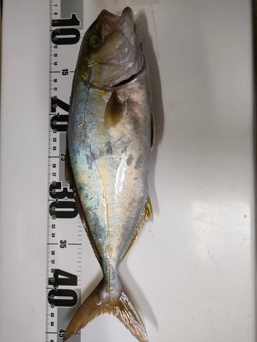 ネリゴの釣果