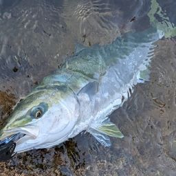 ハマチ