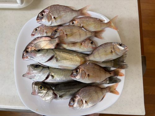 チャリコの釣果