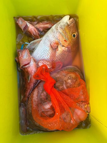 タコの釣果
