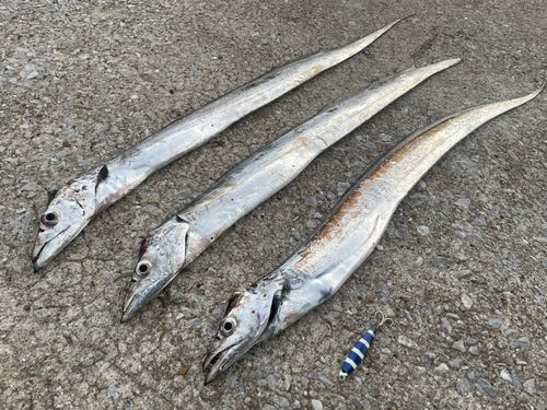 タチウオの釣果