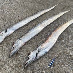 タチウオ