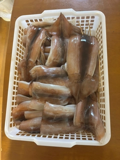 スルメイカの釣果