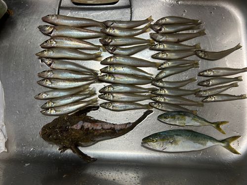 キスの釣果