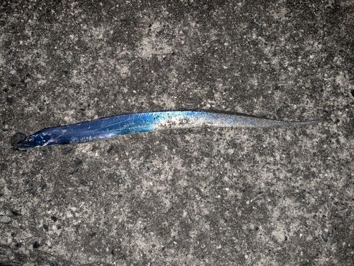 タチウオの釣果