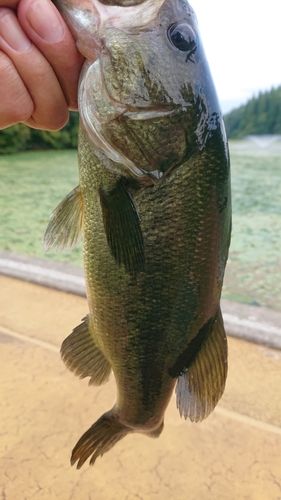 ラージマウスバスの釣果