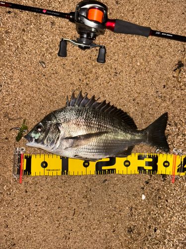 チヌの釣果