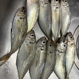 アジ