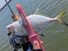 メッキの釣果
