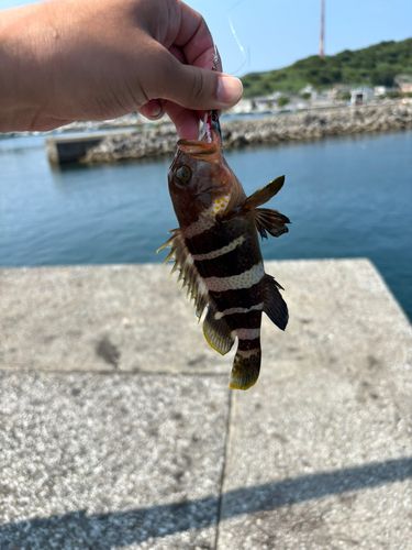 アオハタの釣果