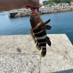 アオハタ