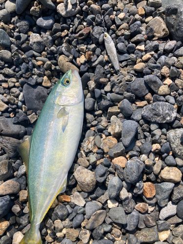 ワカシの釣果