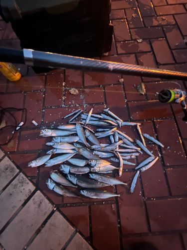 サバの釣果