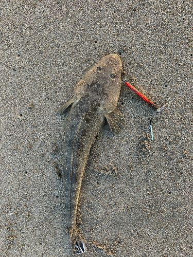 コチの釣果