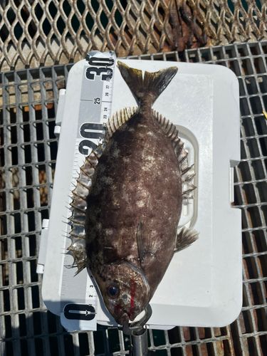 アイゴの釣果
