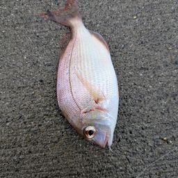チャリコ