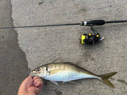 マアジの釣果