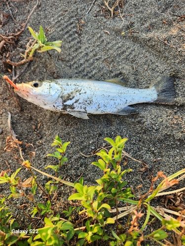 セイゴ（マルスズキ）の釣果