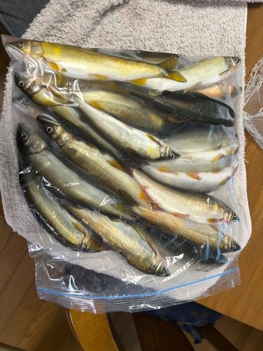 アユの釣果