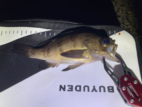 メバルの釣果