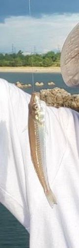 キスの釣果