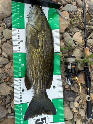 スモールマウスバスの釣果