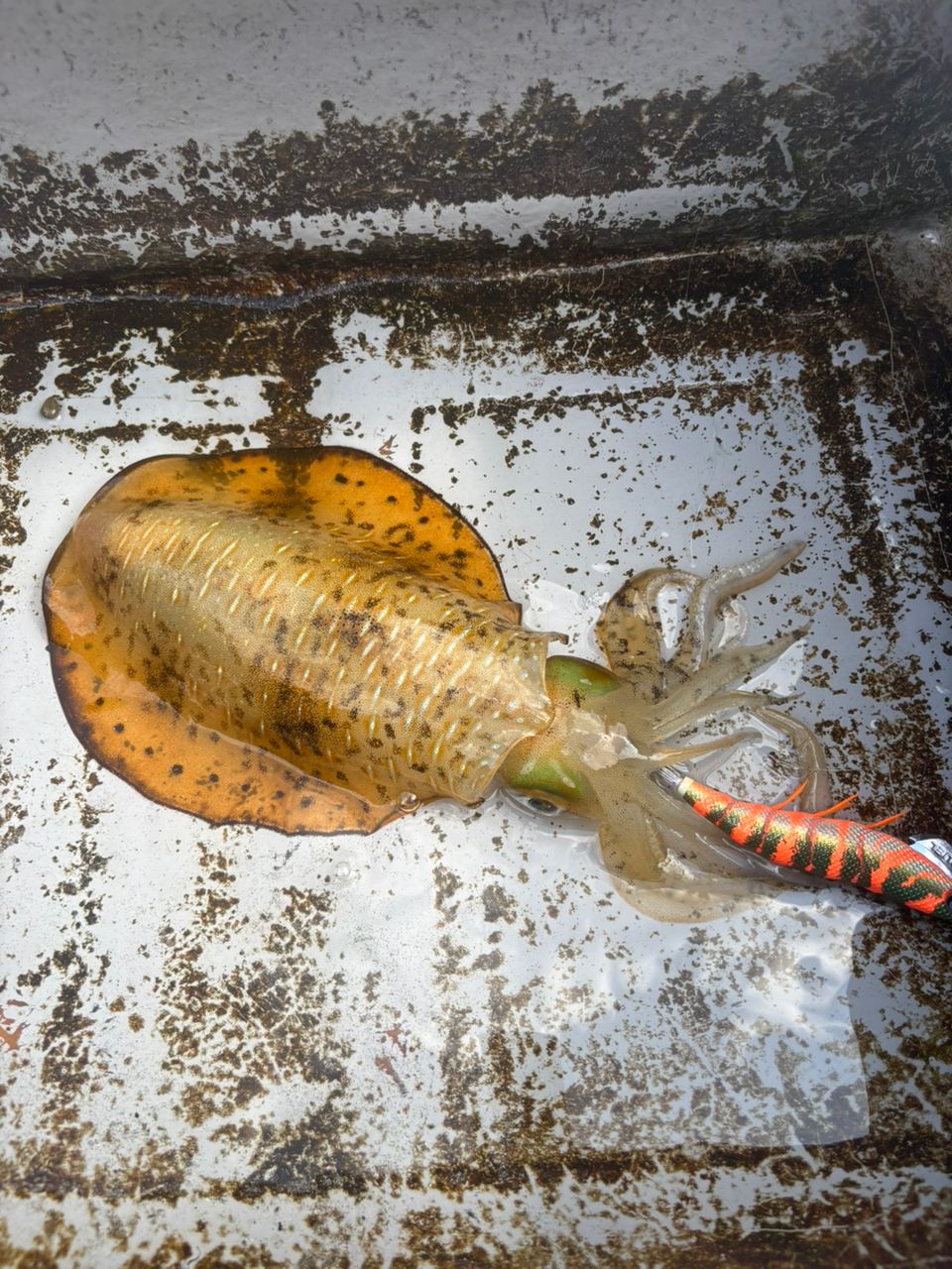 どかじゃさんの釣果 1枚目の画像