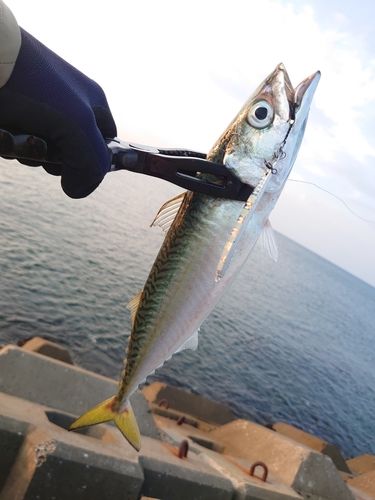 サバの釣果