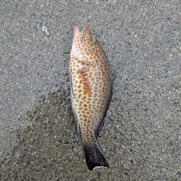 オオモンハタ