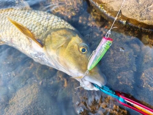 ニゴイの釣果