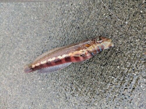 トラギスの釣果