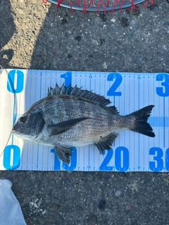 クロダイの釣果